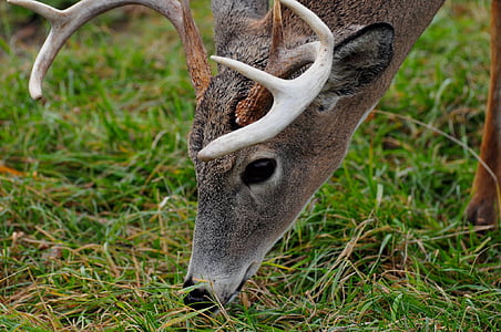 gray animal thumbnail