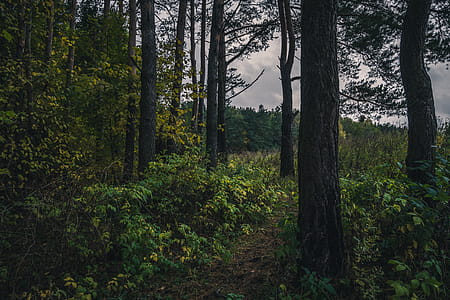 Green Forest Trail thumbnail