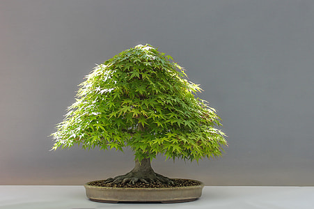 bonsai tree thumbnail