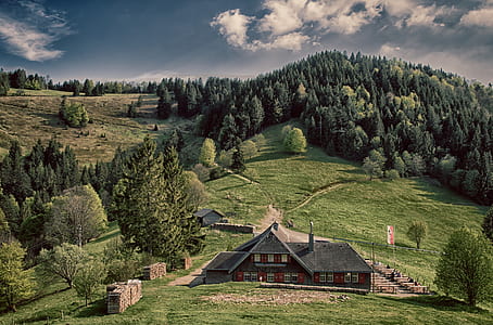 landscape, forest, trees, countryside thumbnail