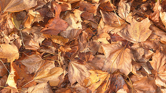 brown leaves close-up photography thumbnail