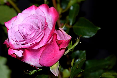 selective focus photography of pink rose flower thumbnail