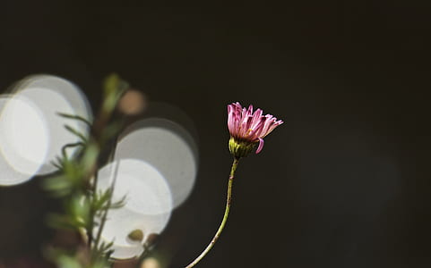 pink petal flower thumbnail