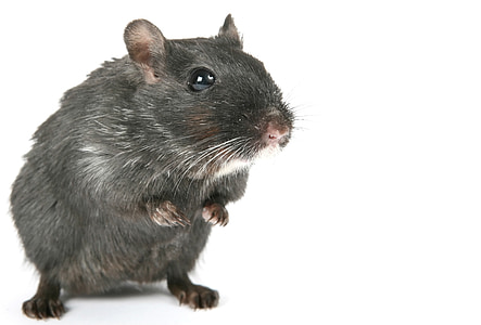 black rat thumbnail