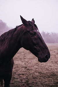 photography of black horse in field thumbnail