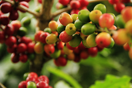 selective focus photography of coffee beans on branch thumbnail