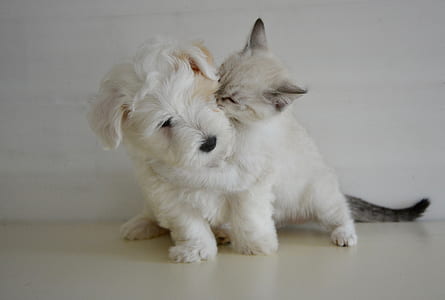 short-coated white puppy and cat on focus photo thumbnail