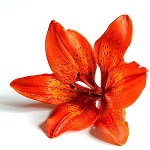 red peruvian lily flower thumbnail