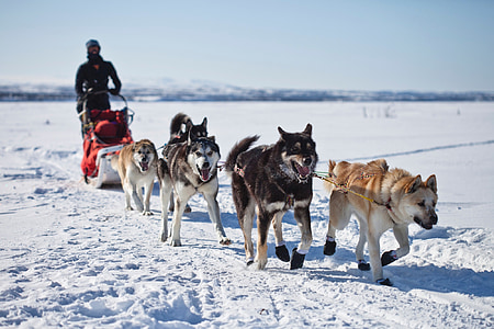 five brown and black dogs on snow during daytime thumbnail