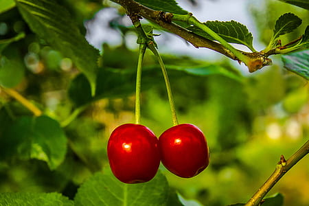 two red cherries on tree branch thumbnail
