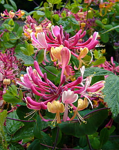 pink and yellow honeysuckle flower in close-up photography thumbnail