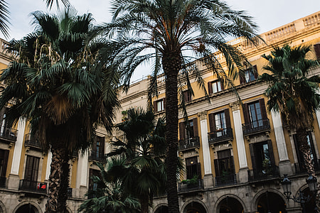 Palm trees in Spain thumbnail