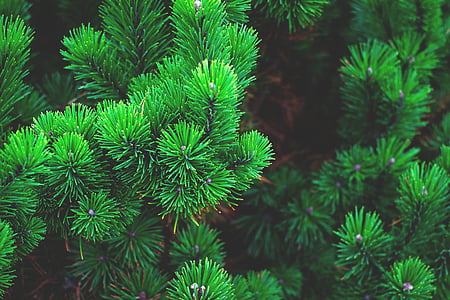 green leaves plants thumbnail