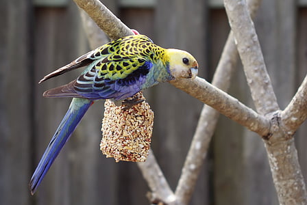 yellow and blue parakeet on tree branch thumbnail
