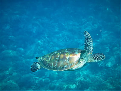 brown turtle on body of water thumbnail