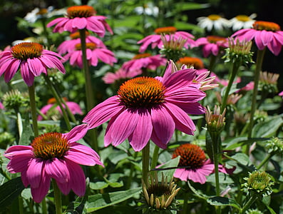 selective focus photo of pink daisies thumbnail