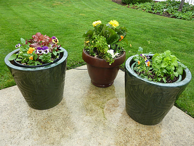 closeup photo of green leafed plants on pots thumbnail