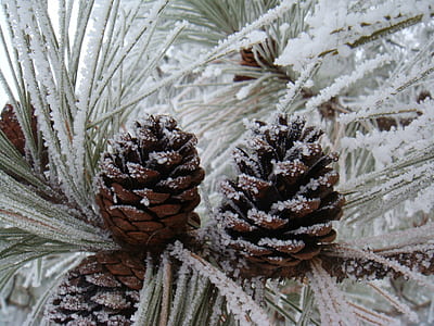 pinecones covered with snow close-up photo thumbnail