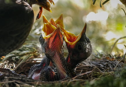 black birds reaching for their food thumbnail