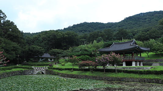 green leafed trees thumbnail