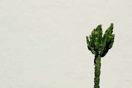 green leafed plant thumbnail