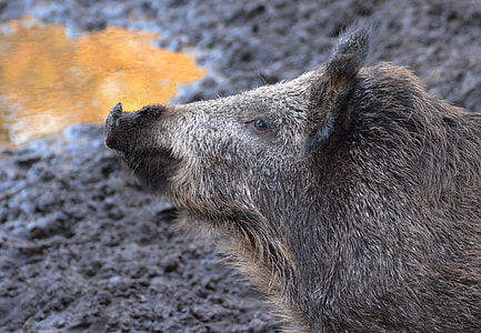 gray wildboar thumbnail