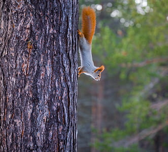 selective focus photography of white and brown squirrel thumbnail