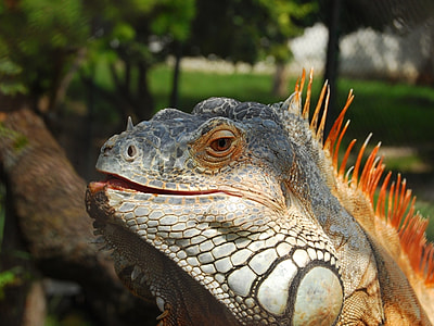 close-up photography of gray and red iguana thumbnail