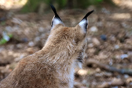 brown animal facing ground thumbnail