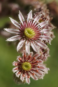 selective focus photo of pink petaled flowers thumbnail