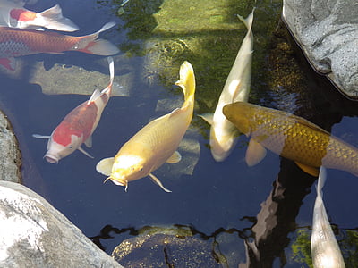 orange and white koi fish swimming under water thumbnail