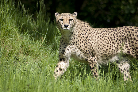 cheetah thumbnail