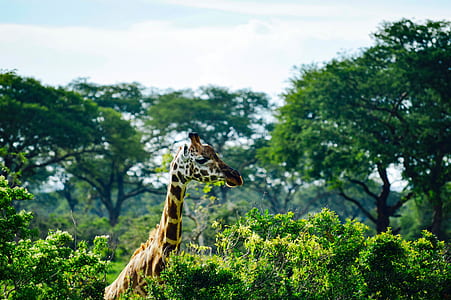 photo of giraffe at forest thumbnail