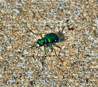 green beetle thumbnail