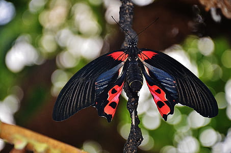 selective focus photography of black and red butterfly perched on black string thumbnail
