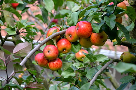 selective focus photo of apple thumbnail