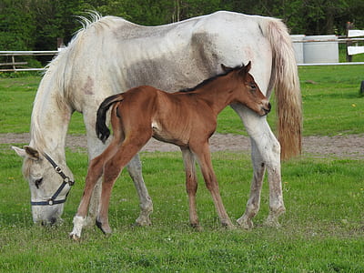 white horse and youngster horse on ground thumbnail
