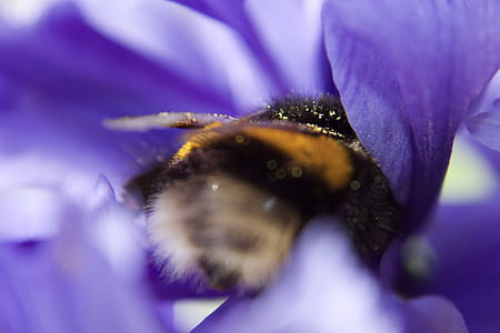 selective focus photography of black and orange bee on purple flower thumbnail