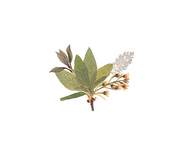 green leaves with yellow flowers thumbnail