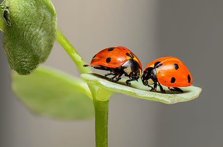 closeup photo of two orange-and-black ladybugs thumbnail