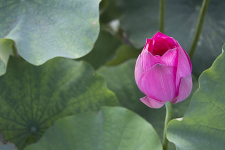 pink petaled flower thumbnail