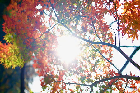 orange and green leafed tree thumbnail