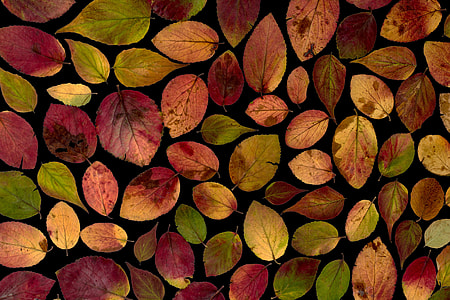 brown and green leaves thumbnail
