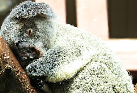 Koala on tree branch thumbnail