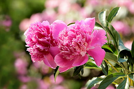close up photography of pink carnation flowers thumbnail