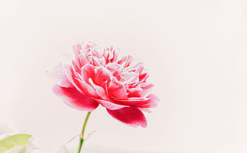 Pink Petaled Flower thumbnail
