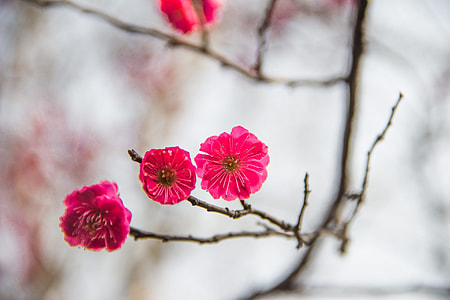 selective focus photography of red petaled flower thumbnail