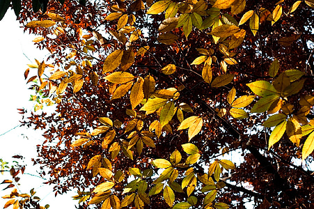 yellow leafed trees thumbnail