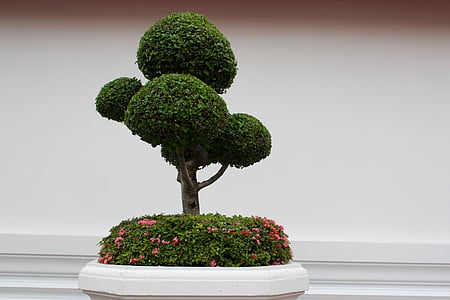 bonsai plant against white wall thumbnail