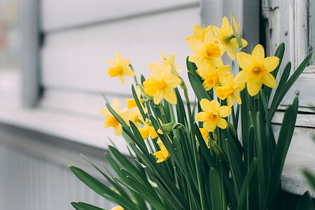 nature, flowers, petals, blur thumbnail